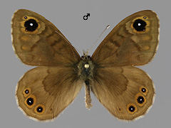 L. petropolitana